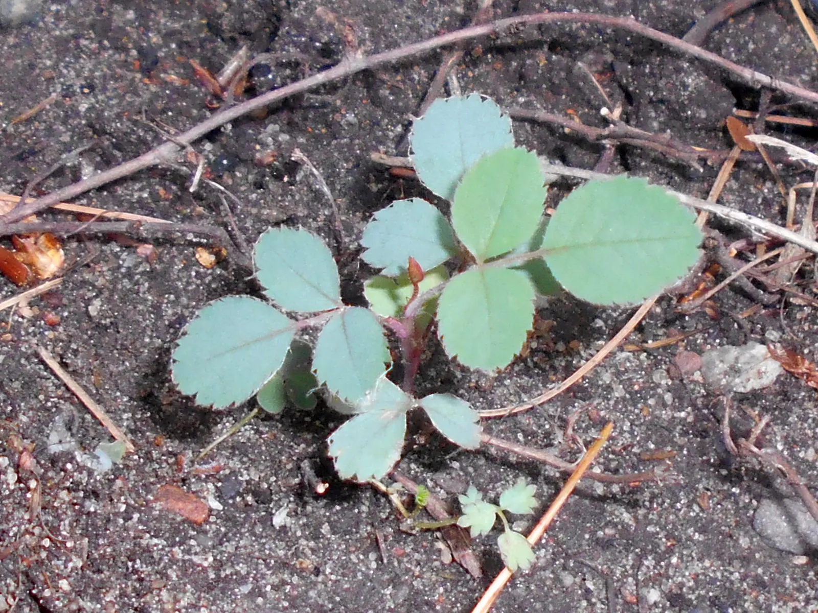 Red-Leaved Rose (Rosa Glauca) — requiring well-drained soil to prevent root rot; this hardy rose species offers visual interest throughout the, image 65