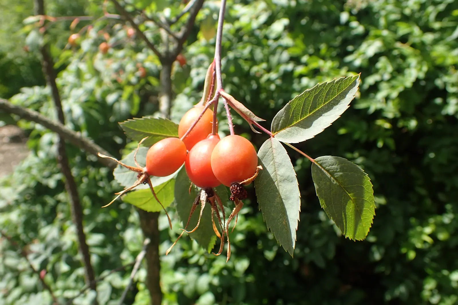 Red-Leaved Rose (Rosa Glauca) — requiring well-drained soil to prevent root rot