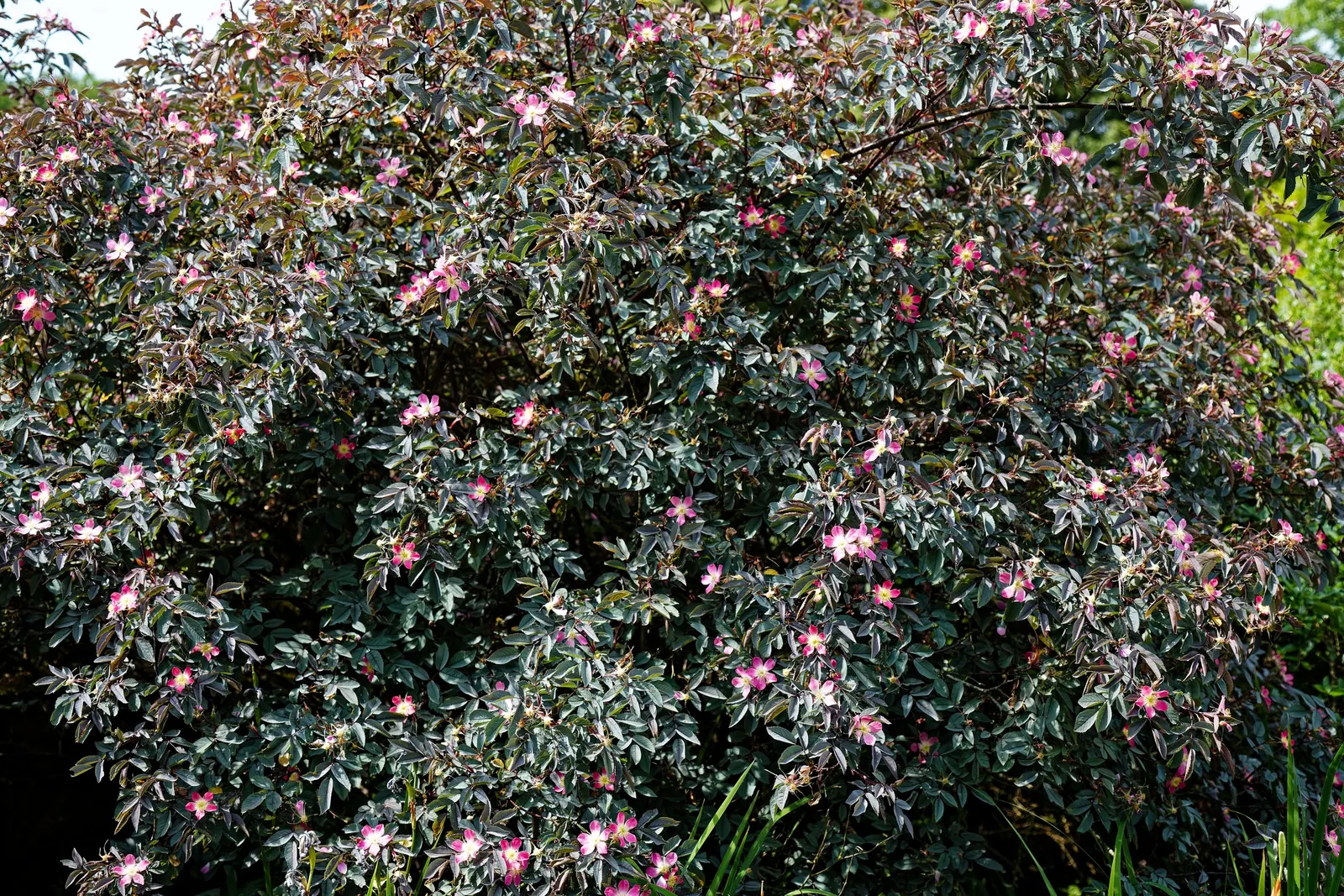 Red-Leaved Rose (Rosa Glauca) — Fall brings decorative red hips; shrub / vine with pink blooms