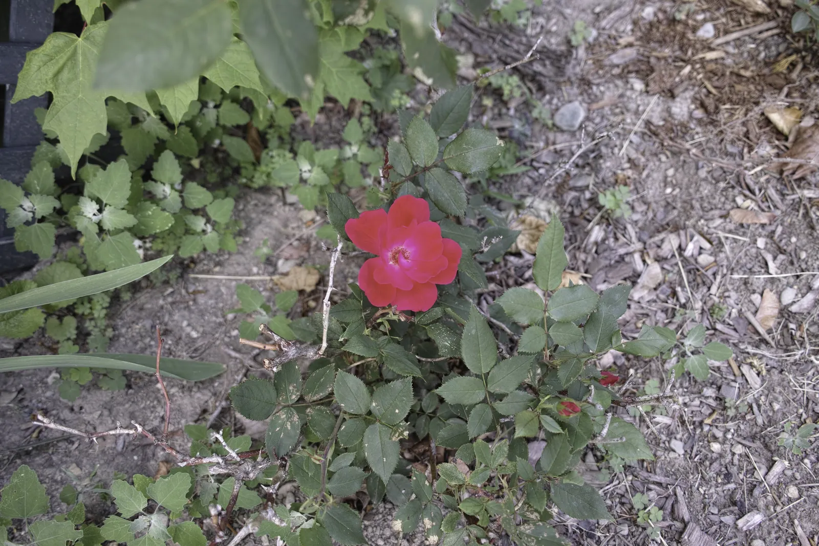 Red-Leaved Rose (Rosa Glauca) — requiring well-drained soil to prevent root rot; this hardy rose species offers visual interest throughout the growing season