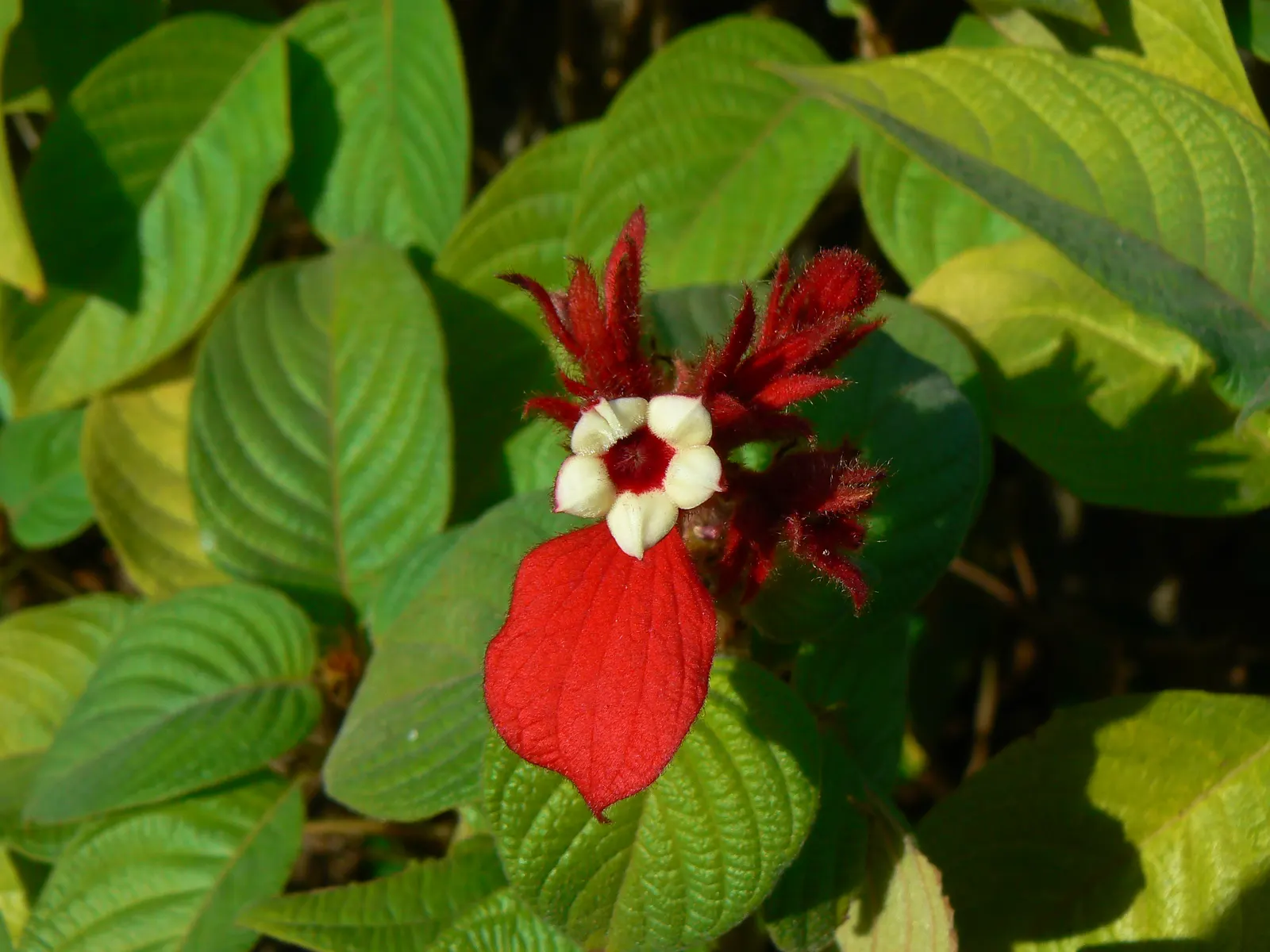 Red-Leaved Rose (Rosa Glauca) — shrub / vine with pink blooms