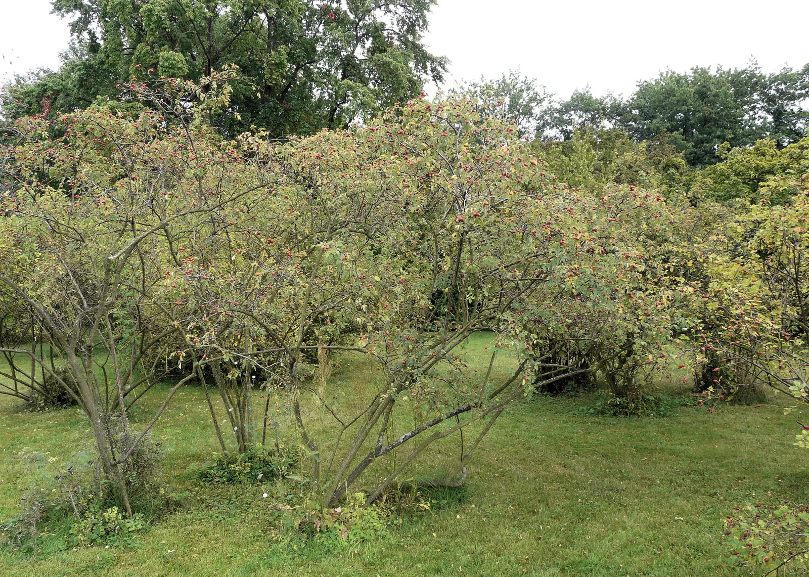 Red-Leaved Rose (Rosa Glauca) — Hardy in USDA zones 2 through 8, this rose is an excellent choice for a variety of climates; a hardy shrub maxing at 6-8 feet
