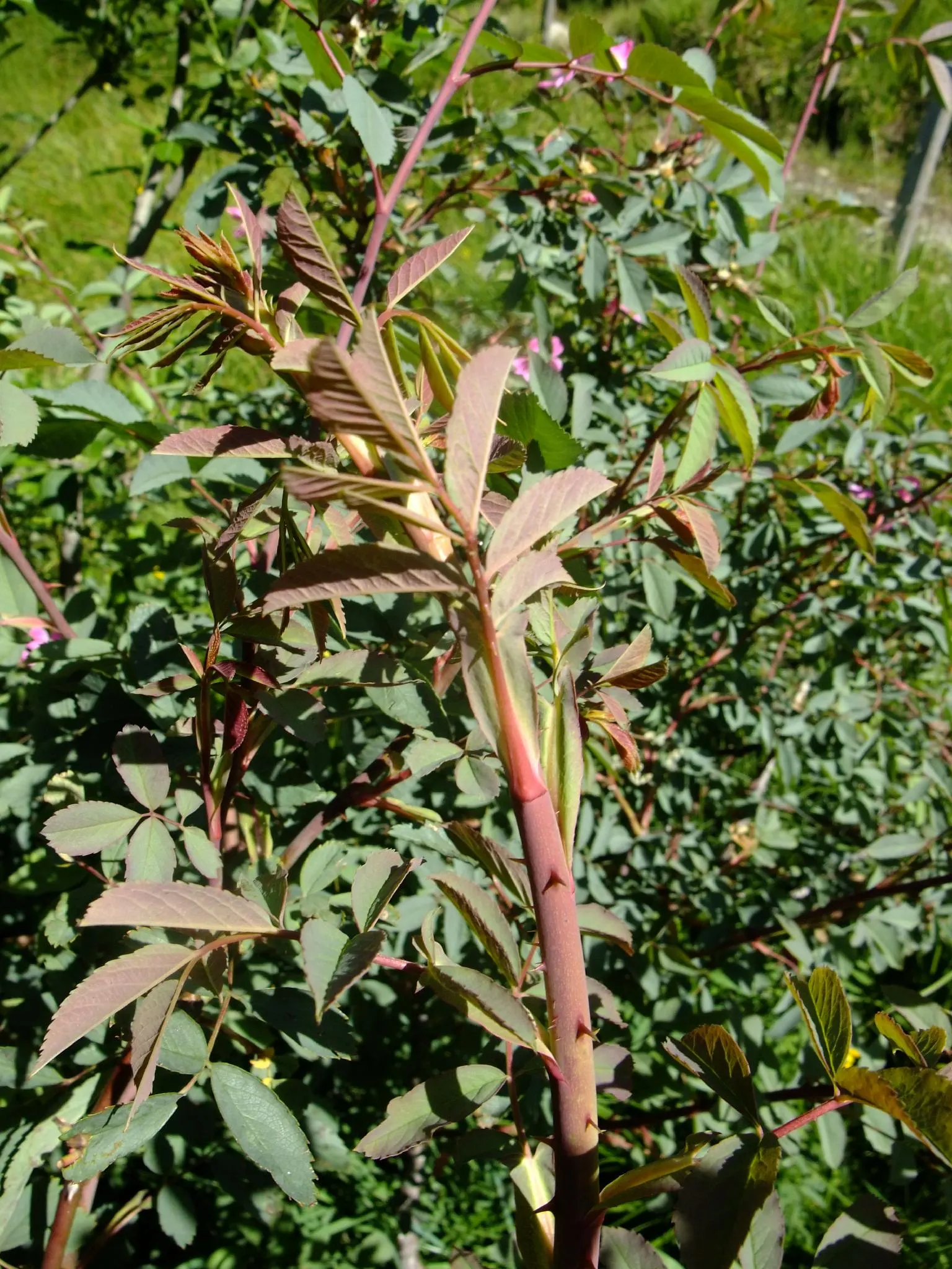 Red-Leaved Rose (Rosa Glauca) — is a striking shrub that brings a touch of unique color to any landscape design; *Rosa glauca* (Red-leaved Rose) charms with