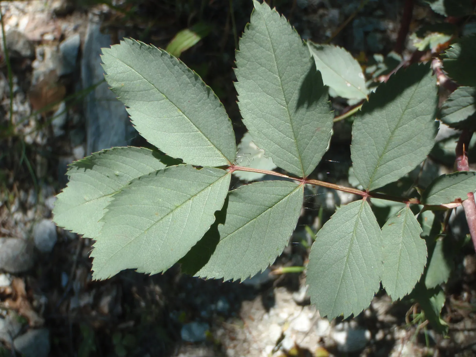 Red-Leaved Rose (Rosa Glauca) — When establishing the rose