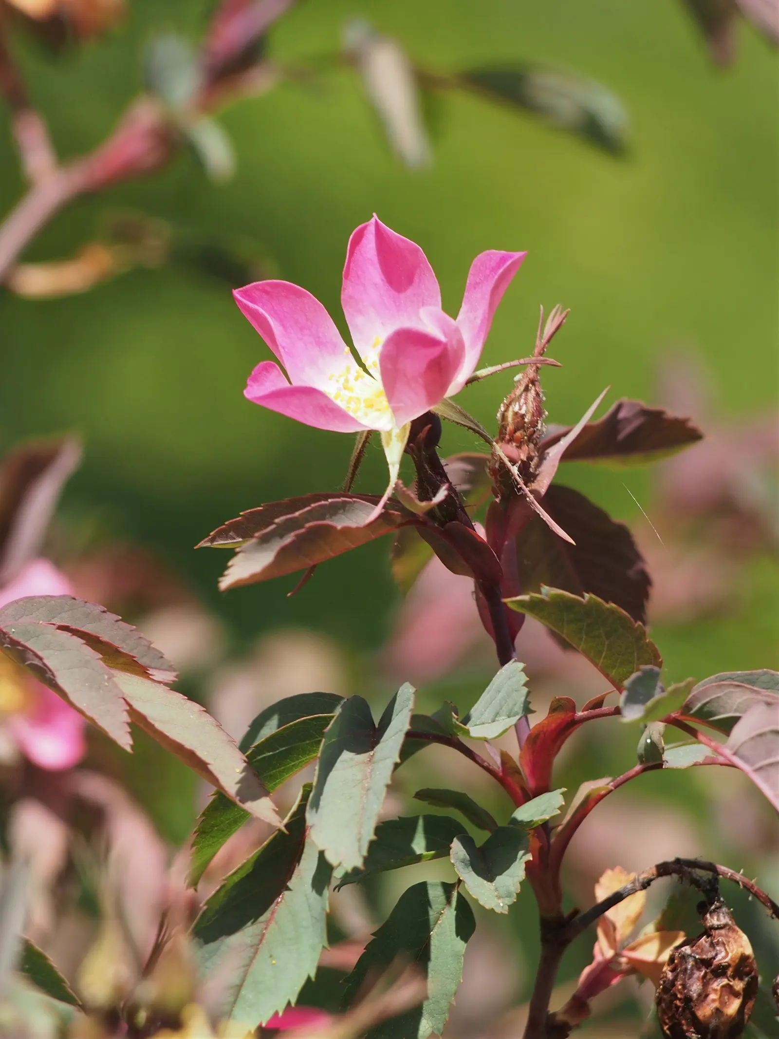Red-Leaved Rose (Rosa Glauca) — <br><br>Adding to its appeal