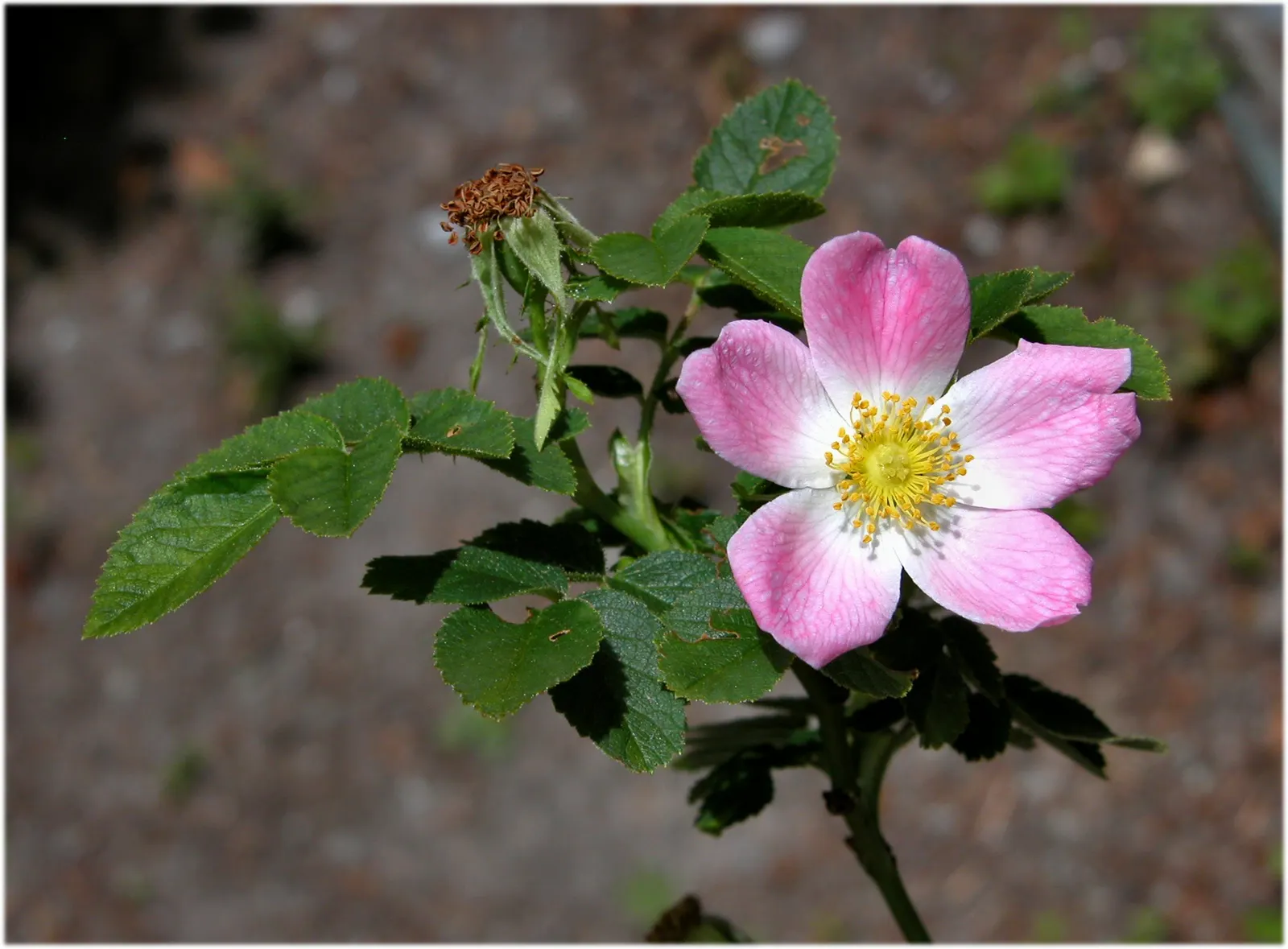 Red-Leaved Rose (Rosa Glauca) — Thrives in full sun to part shade and adaptable to various soils; zone 2-8 resistant, requires minimal care, making, image 57