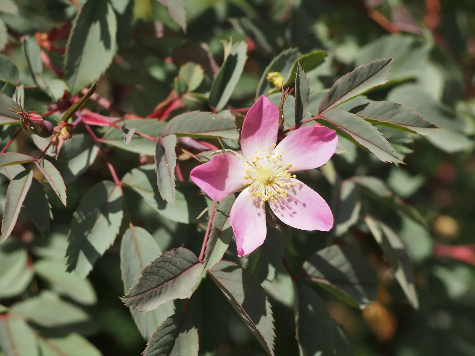 Red-Leaved Rose (Rosa Glauca) — *Rosa glauca* (Red-leaved Rose) charms with steely blue-gray leaves contrasted by subtle pink blooms; fall brings decorative