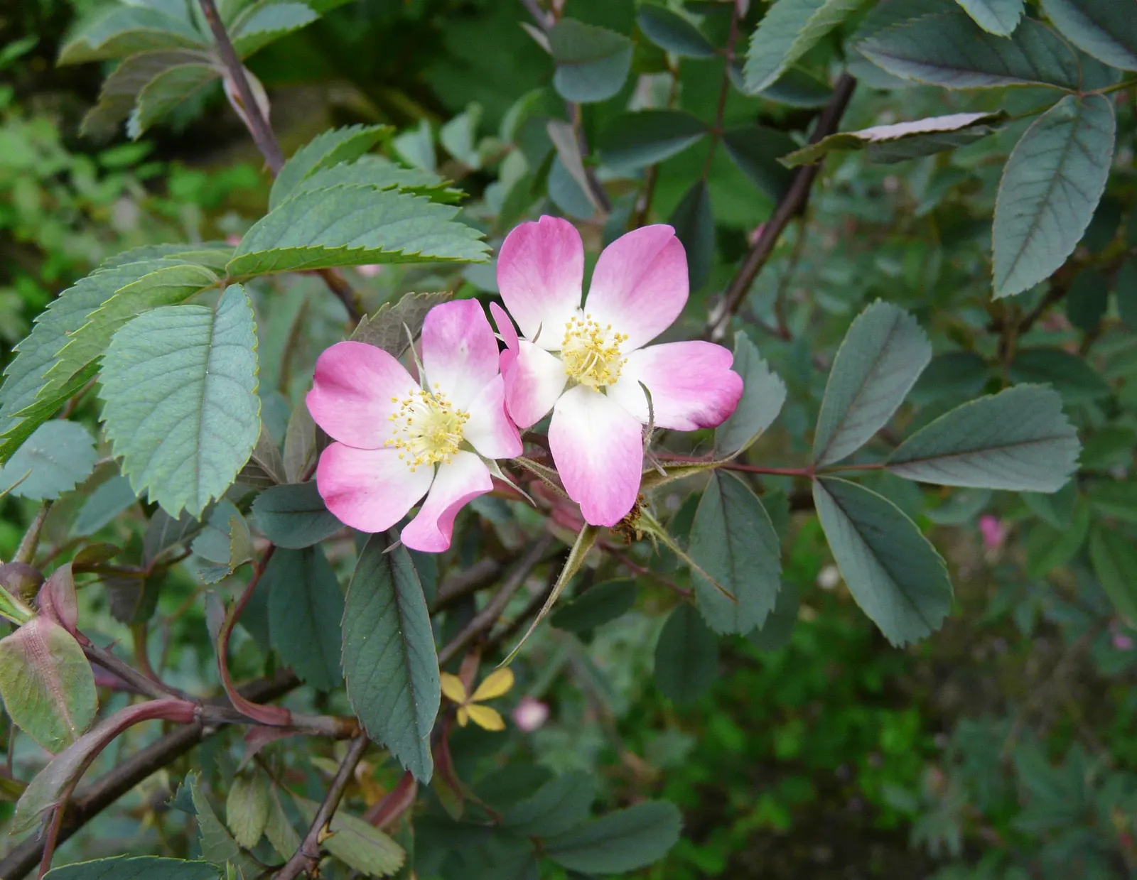 Red-Leaved Rose (Rosa Glauca) — Known for its glaucous blue-green foliage with purplish-red overtones