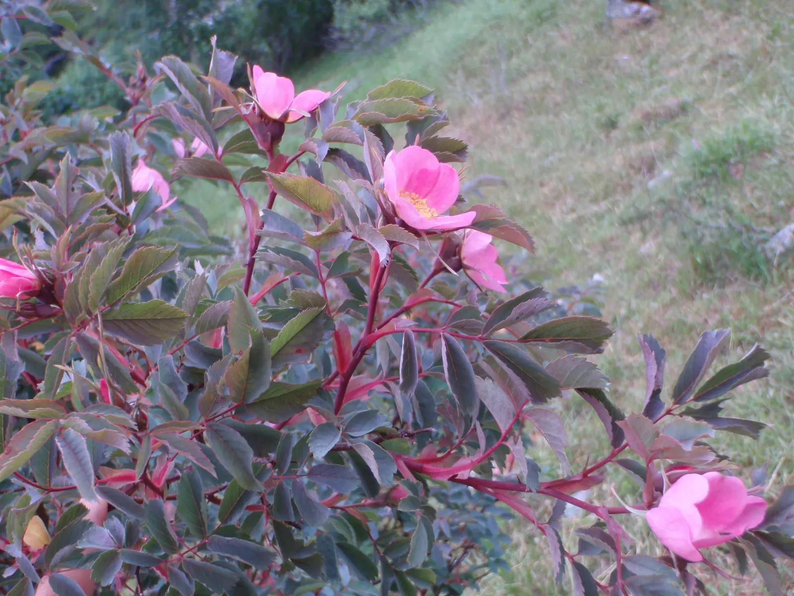 Red-Leaved Rose (Rosa Glauca) — making it a superb selection for both experienced gardeners and novices alike; this plant can serve as a focal, image 63