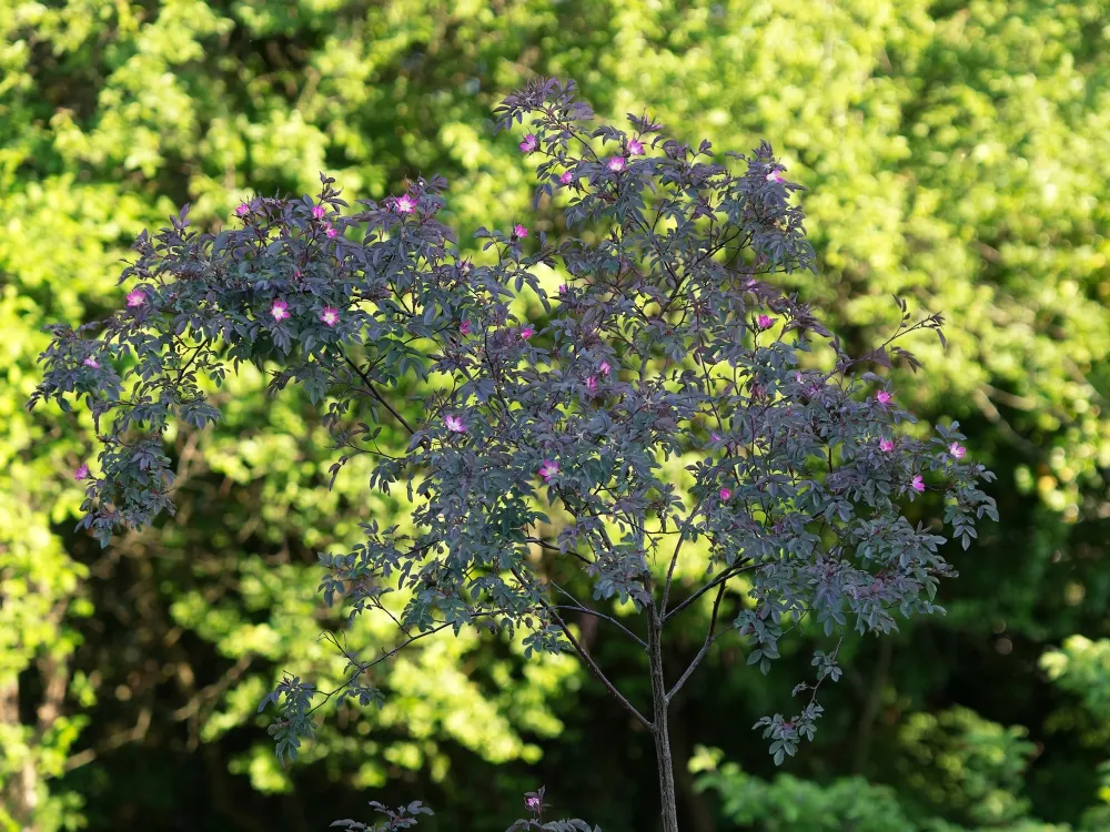 Red-Leaved Rose (Rosa Glauca) — which can attract birds and other wildlife