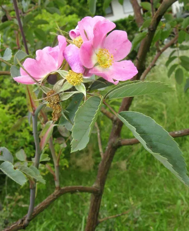 Red-Leaved Rose (Rosa Glauca) — It can reach a mature height of approximately 6 to 8 feet with a similar spread; it's perfect for informal hedges or