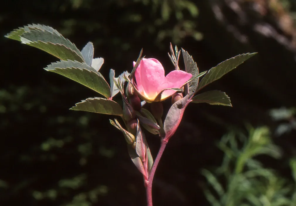 Red-Leaved Rose (Rosa Glauca) — this plant can serve as a focal point or be integrated into a mixed border for contrasting colors and textures; as, image 74