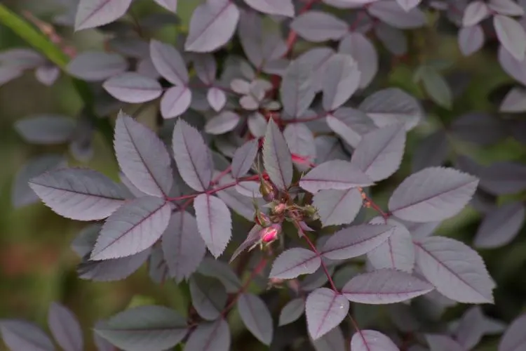 Red-Leaved Rose (Rosa Glauca) — commonly referred to as the Red-leaved Rose