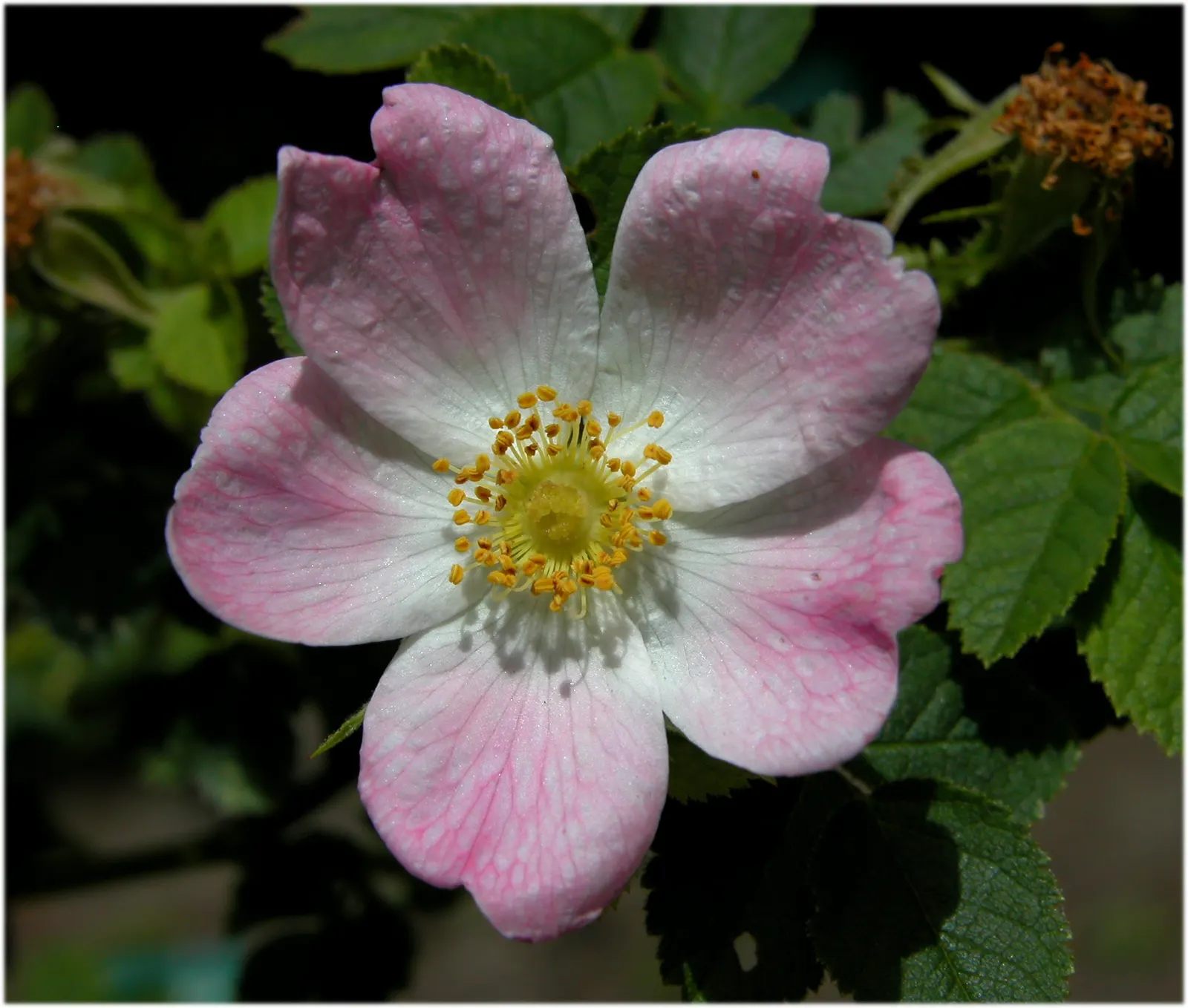 Red-Leaved Rose (Rosa Glauca) — It can reach a mature height of approximately 6 to 8 feet with a similar spread; it's perfect for informal hedges or, image 64