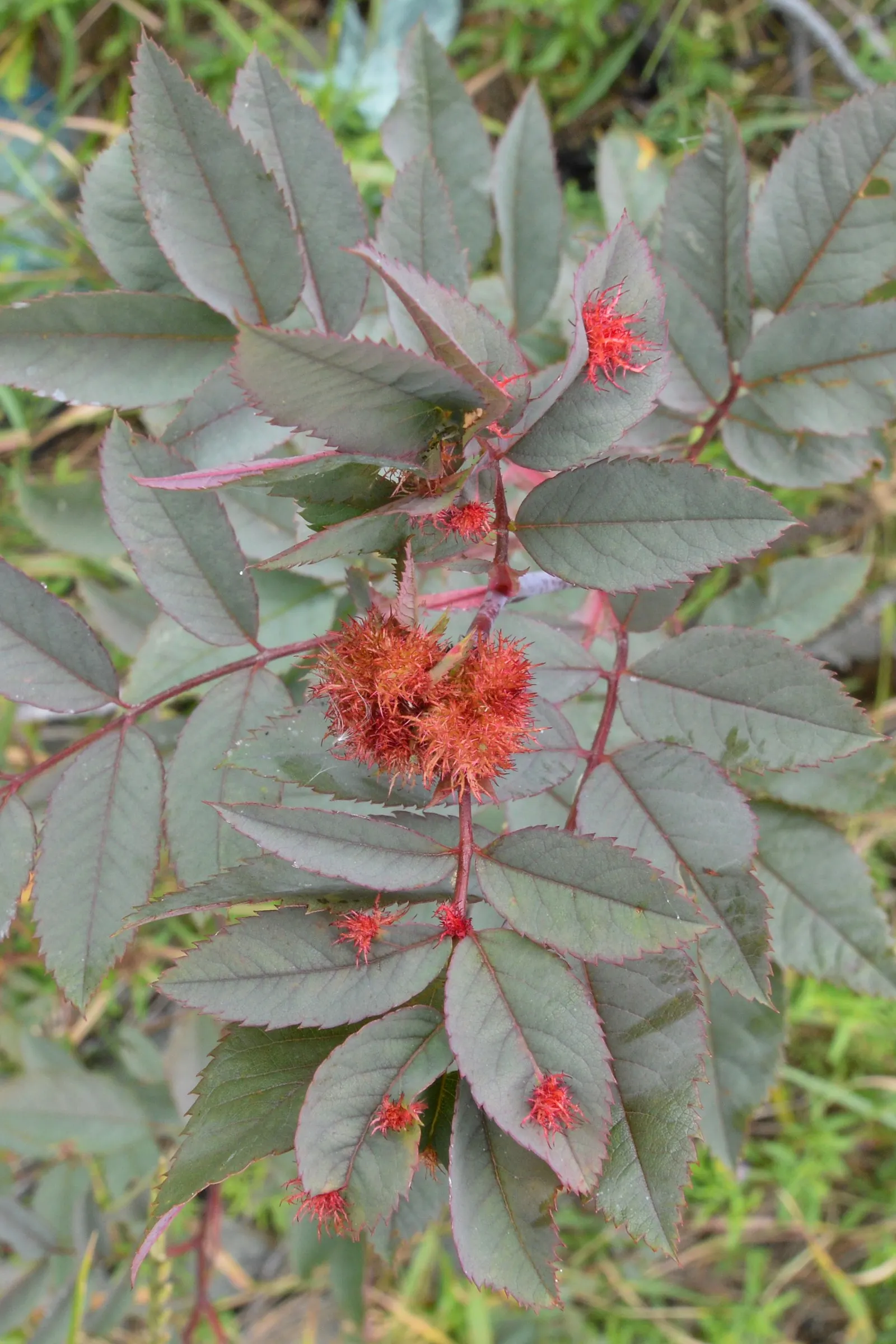Red-Leaved Rose (Rosa Glauca) — *Rosa glauca* (Red-leaved Rose) charms with steely blue-gray leaves contrasted by subtle pink blooms; fall brings, image 53