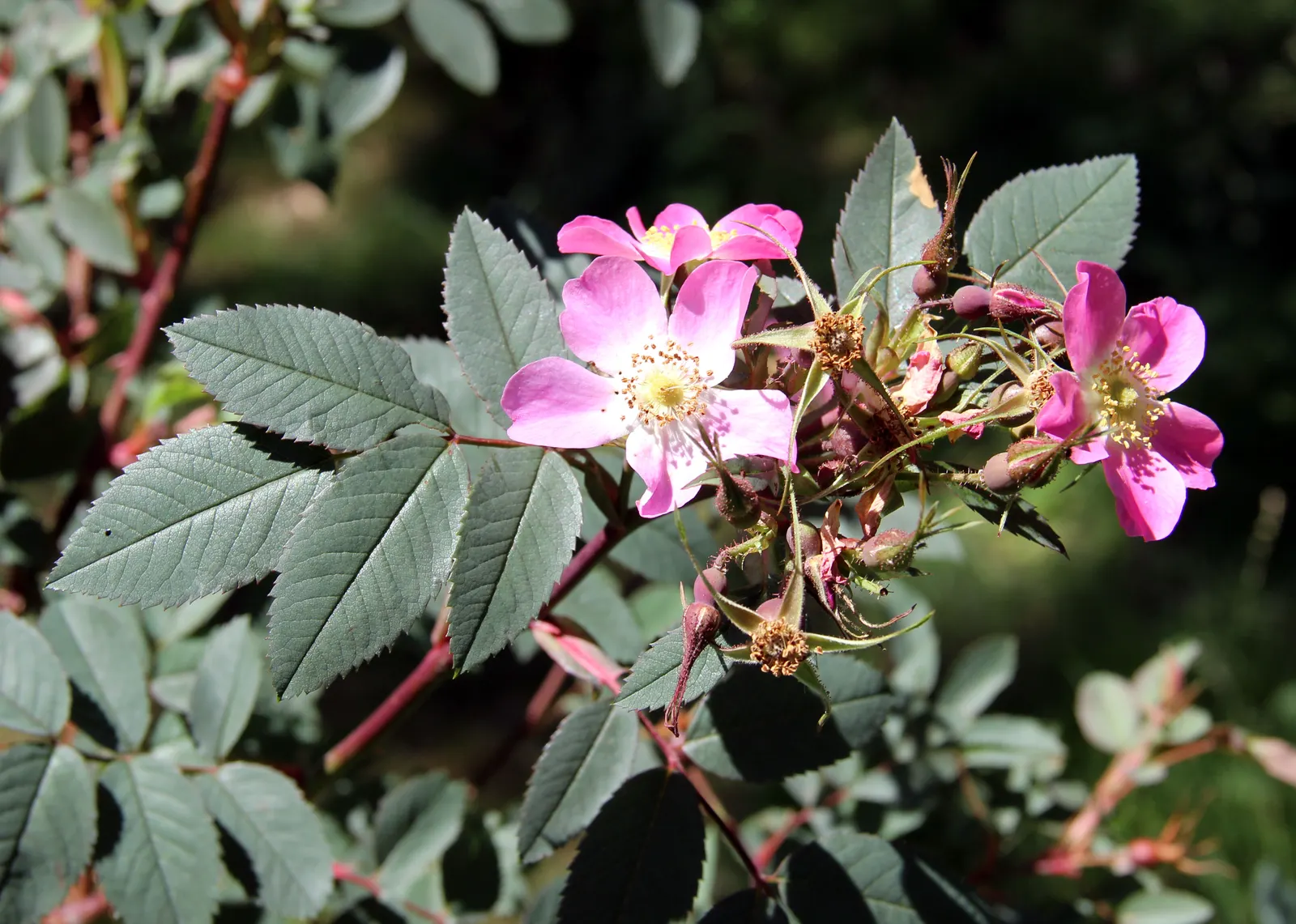 Red-Leaved Rose (Rosa Glauca) — Zone 2-8 resistant, requires minimal care, making it an alluring, low-maintenance choice for any landscape; requiring