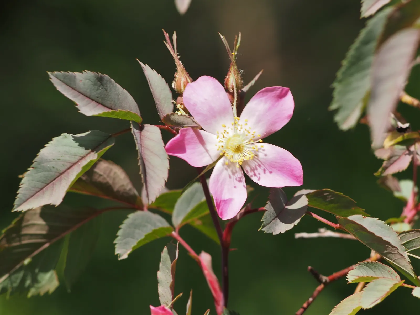 Red-Leaved Rose (Rosa Glauca) — Known for its glaucous blue-green foliage with purplish-red overtones; is a striking shrub that brings a touch of, image 61