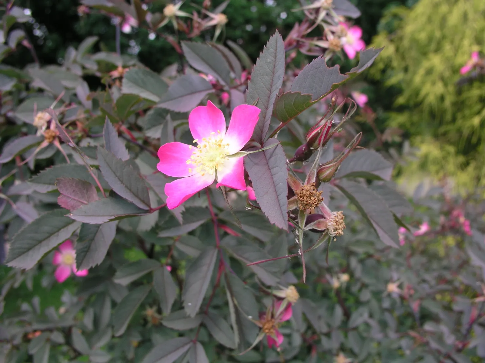 Red-Leaved Rose (Rosa Glauca) — adding an ecological benefit to its aesthetic charm