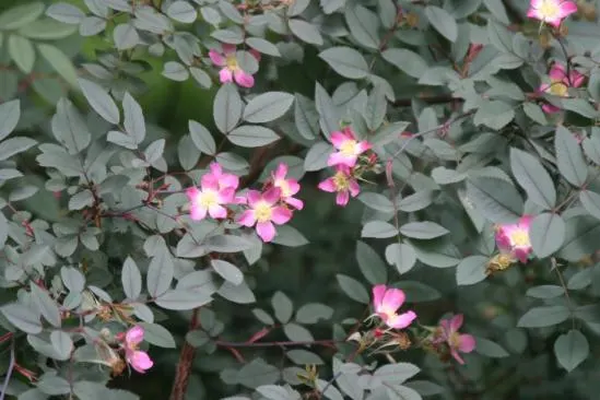 Red-Leaved Rose (Rosa Glauca) — it's perfect for informal hedges or naturalistic settings