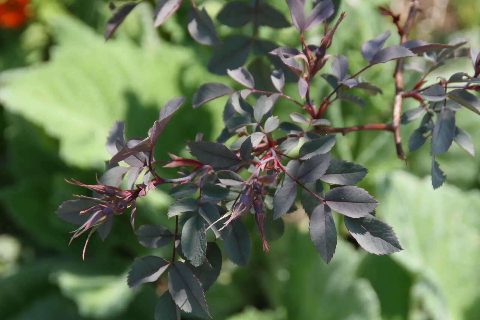 Red-Leaved Rose (Rosa Glauca) — this plant can serve as a focal point or be integrated into a mixed border for contrasting colors and textures