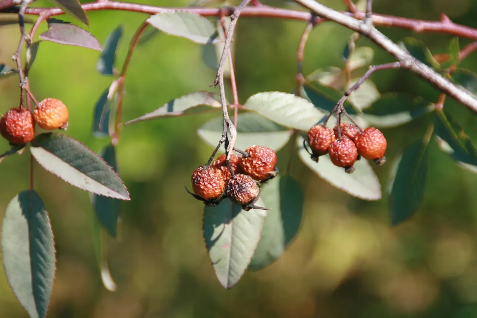 Red-Leaved Rose (Rosa Glauca) — A hardy shrub maxing at 6-8 feet tall and 4-5 feet wide