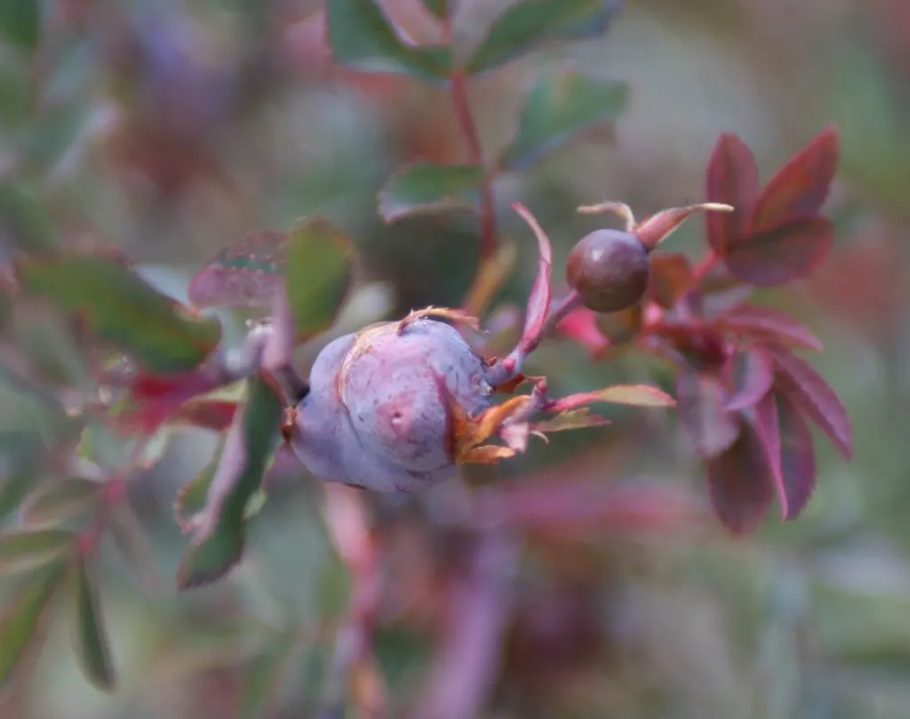 Red-Leaved Rose (Rosa Glauca) — When establishing the rose; pink flowers in the garden, image 67