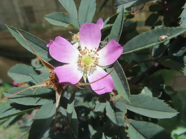 Red-Leaved Rose (Rosa Glauca) — adding an ecological benefit to its aesthetic charm; commonly referred to as the Red-leaved Rose, image 72