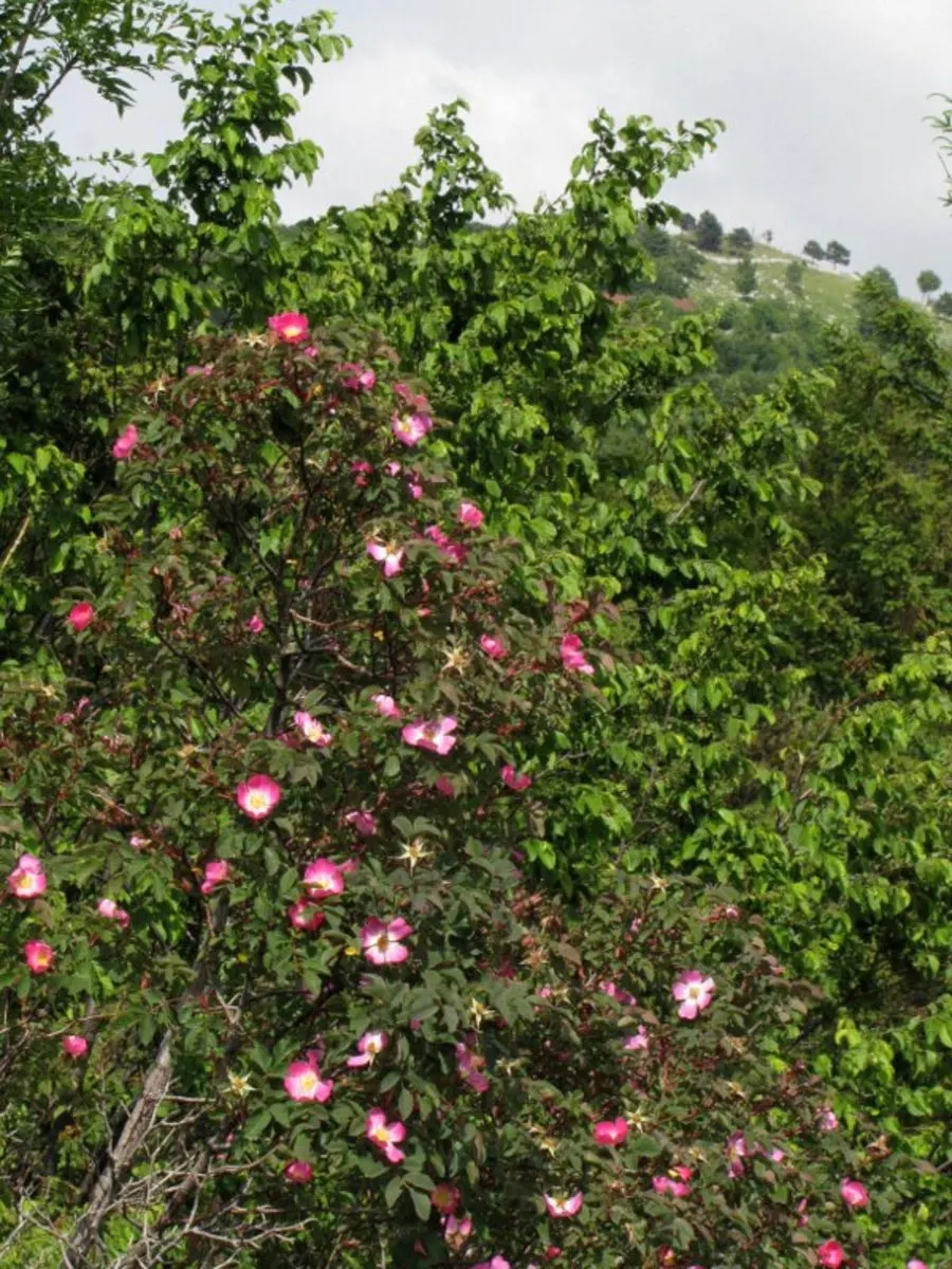 Red-Leaved Rose (Rosa Glauca) — making it a superb selection for both experienced gardeners and novices alike; this plant can serve as a focal point or be