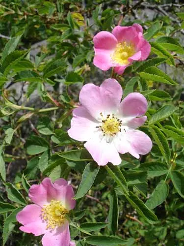 Red-Leaved Rose (Rosa Glauca) — bright red hips in the fall
