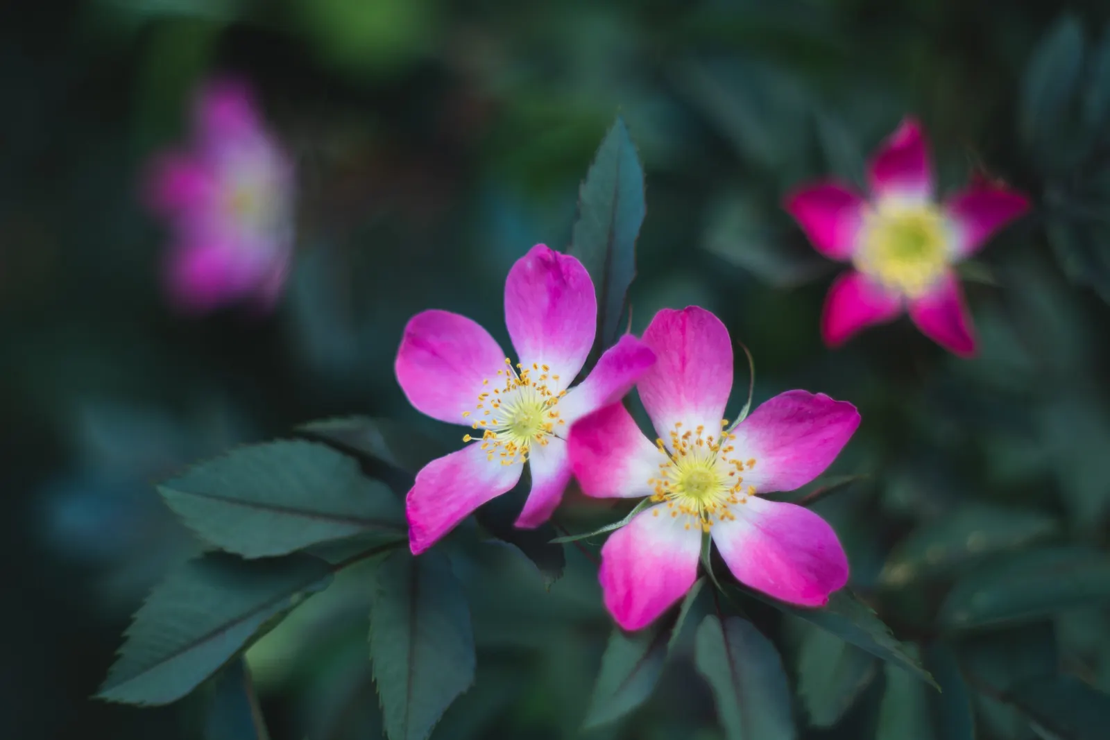 Red-Leaved Rose (Rosa Glauca) — Fall brings decorative red hips; shrub / vine with pink blooms, image 56