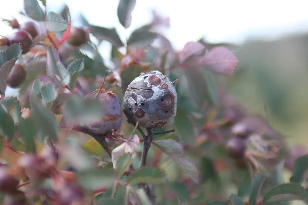 Red-Leaved Rose (Rosa Glauca) — shrub / vine with pink blooms; it's recommended to space them about 4 to 6 feet apart to accommodate for their, image 77
