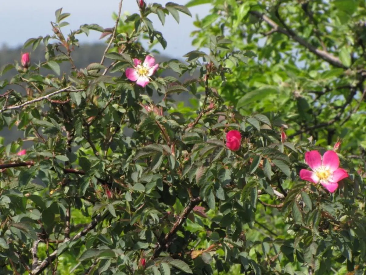 Red-Leaved Rose (Rosa Glauca) — A hardy shrub maxing at 6-8 feet tall and 4-5 feet wide; making it a superb selection for both experienced gardeners and