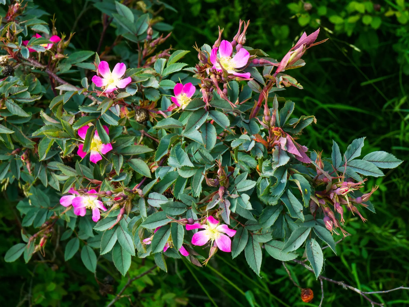 Red-Leaved Rose (Rosa Glauca) — pink flowers in the garden; known for its glaucous blue-green foliage with purplish-red overtones