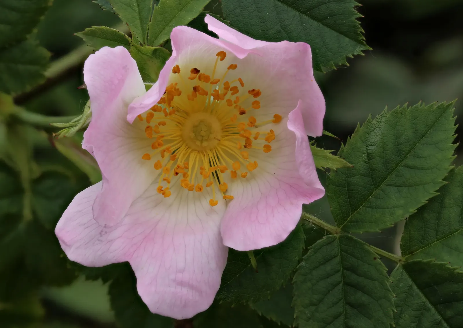 Red-Leaved Rose (Rosa Glauca) — When establishing the rose; pink flowers in the garden