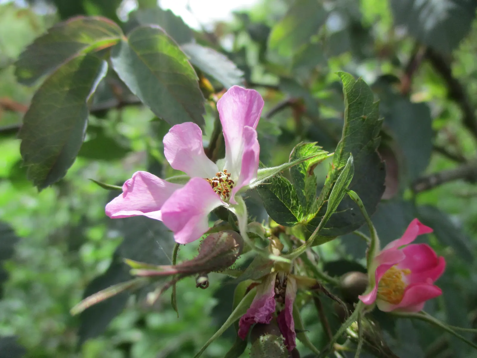 Red-Leaved Rose (Rosa Glauca) — pink flowers in the garden; known for its glaucous blue-green foliage with purplish-red overtones, image 76