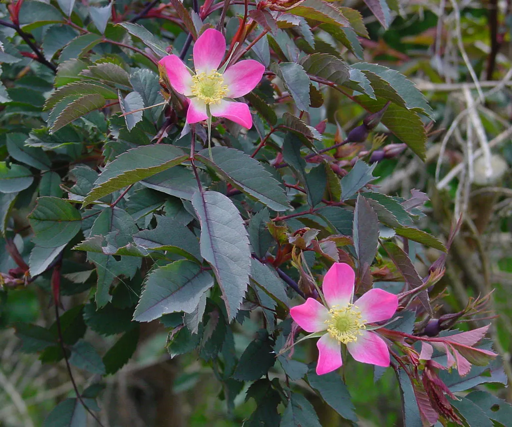 Red-Leaved Rose (Rosa Glauca) — this hardy rose species offers visual interest throughout the growing season; when establishing the rose