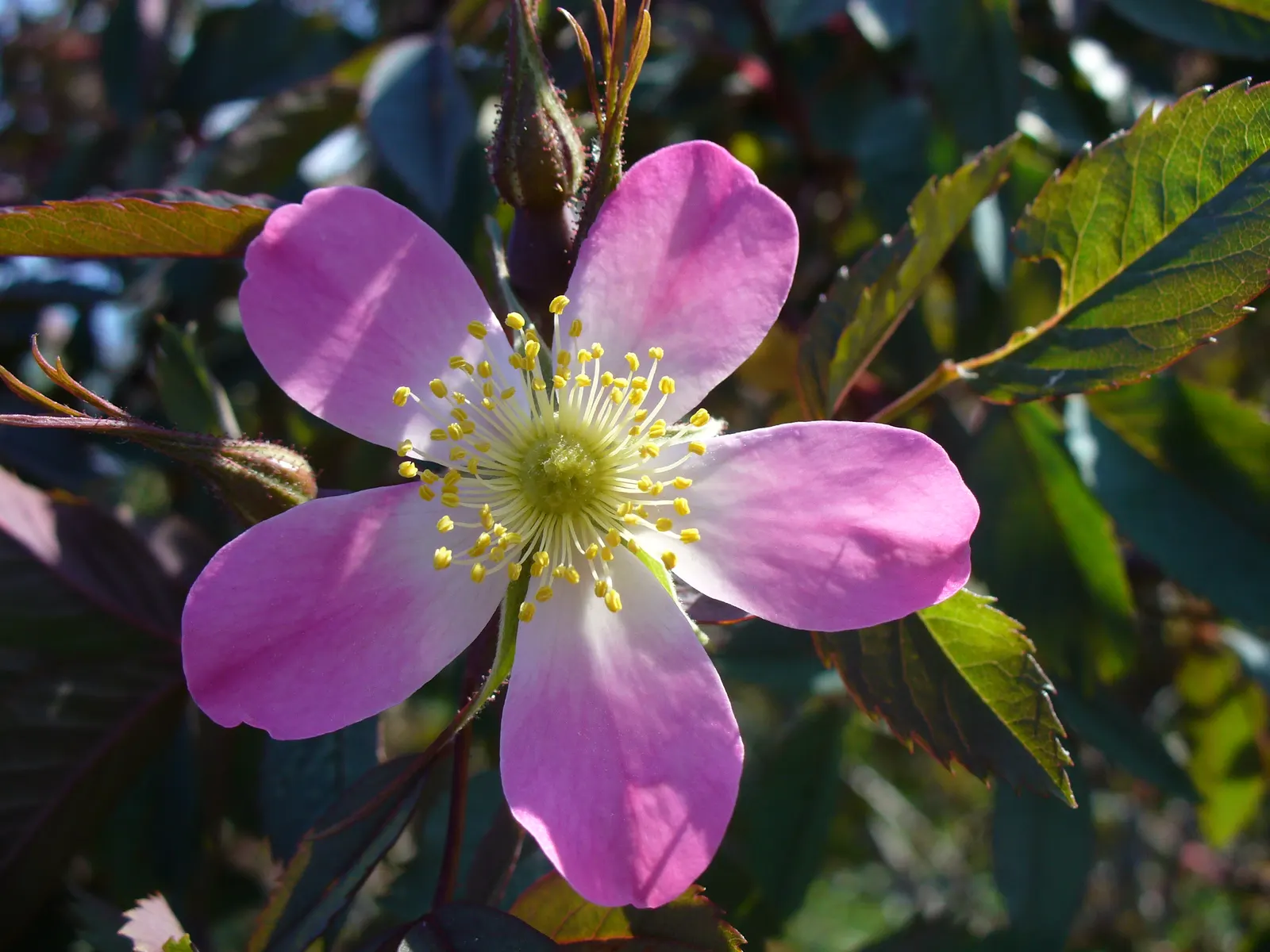 Red-Leaved Rose (Rosa Glauca) — As part of a landscape design; additionally, it's versatile in various soil types, though it prefers moderately, image 73