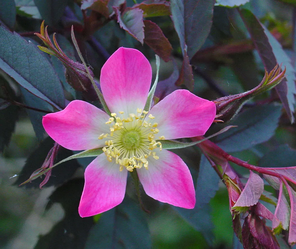 Red-Leaved Rose (Rosa Glauca) — A hardy shrub maxing at 6-8 feet tall and 4-5 feet wide; making it a superb selection for both experienced, image 54