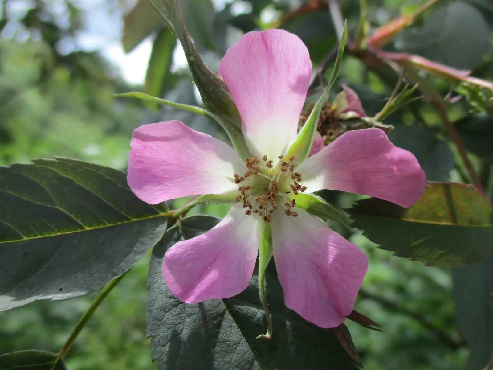 Red-Leaved Rose (Rosa Glauca) — <br><br>Adding to its appeal; it can reach a mature height of approximately 6 to 8 feet with a similar spread