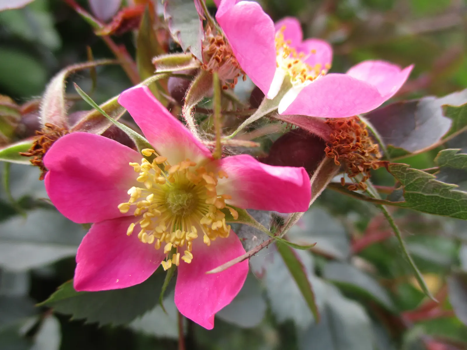 Red-Leaved Rose (Rosa Glauca) — this plant can serve as a focal point or be integrated into a mixed border for contrasting colors and textures; as part of a