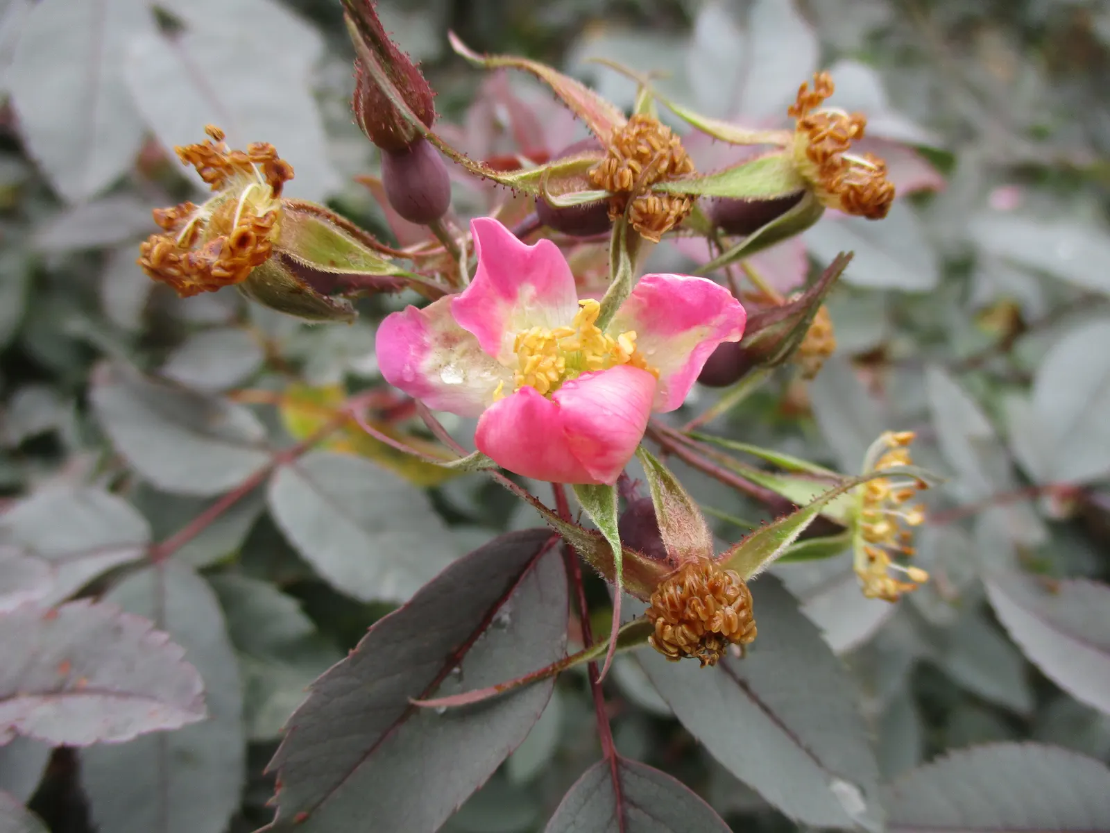 Red-Leaved Rose (Rosa Glauca) — it's recommended to space them about 4 to 6 feet apart to accommodate for their growth; thrives in full sun to part, image 68