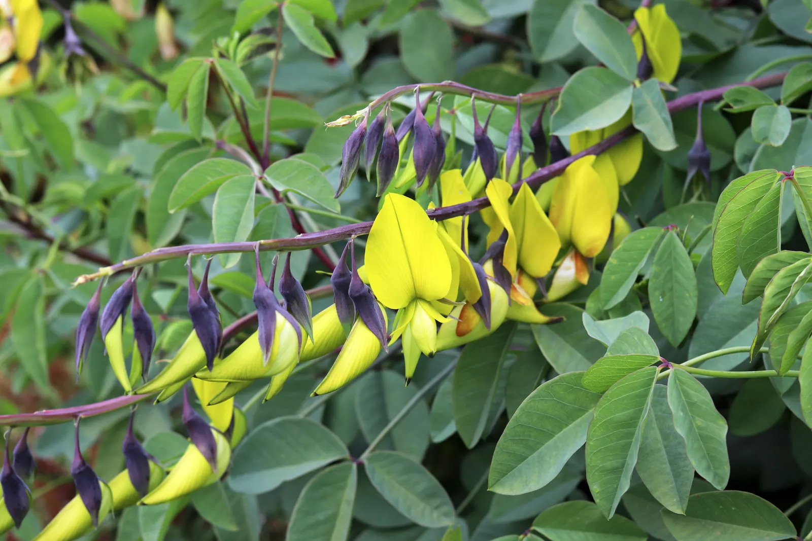 Canary Bird Bush (Crotalaria Agatiflora) — enriching the biodiversity of your garden.<br><br>The foliage of Crotalaria agatiflora is equally attractive; shrub