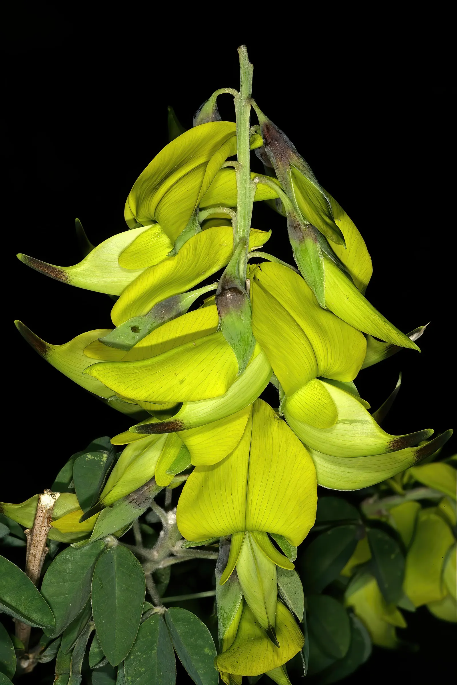 Canary Bird Bush (Crotalaria Agatiflora) — Clients will be delighted by its showy appearance and the lively ambiance it contributes to their garden; green and