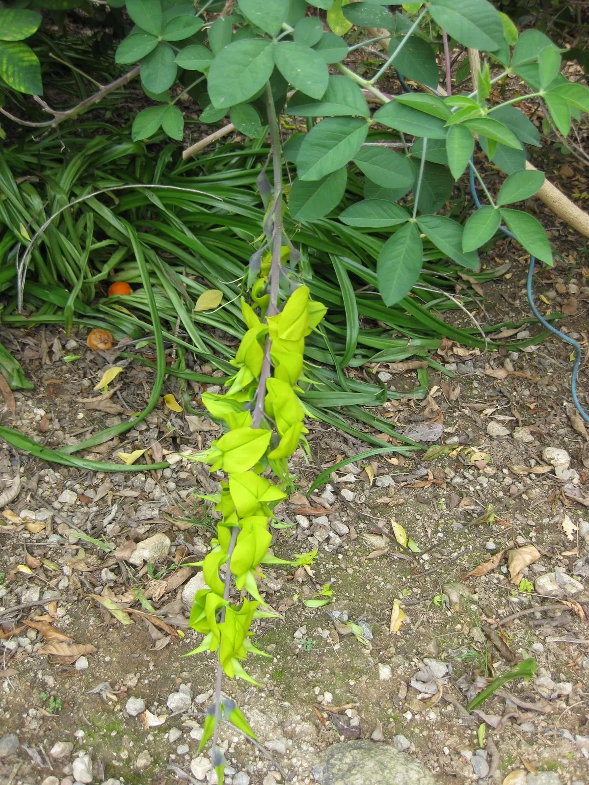 Canary Bird Bush (Crotalaria Agatiflora) — green backdrop that contrasts beautifully with the bright yellow blooms.<br><br>For optimal growth
