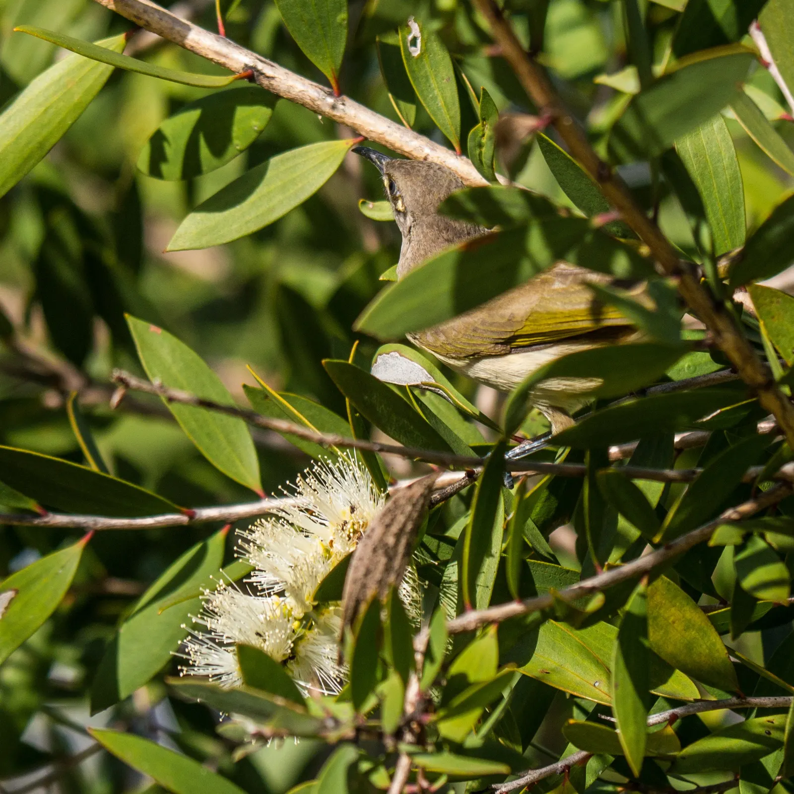 Canary Bird Bush (Crotalaria Agatiflora) — green and yellow flowers in the garden