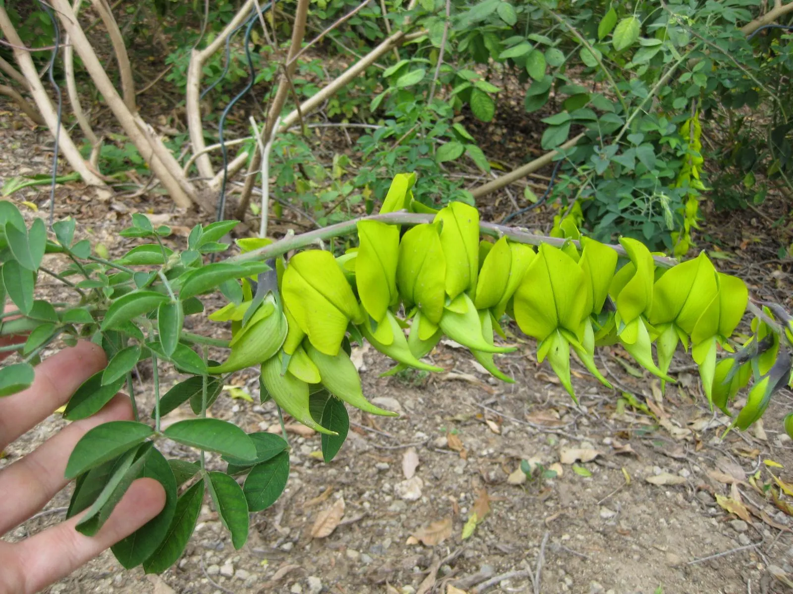 Canary Bird Bush (Crotalaria Agatiflora) — It is drought-tolerant once established