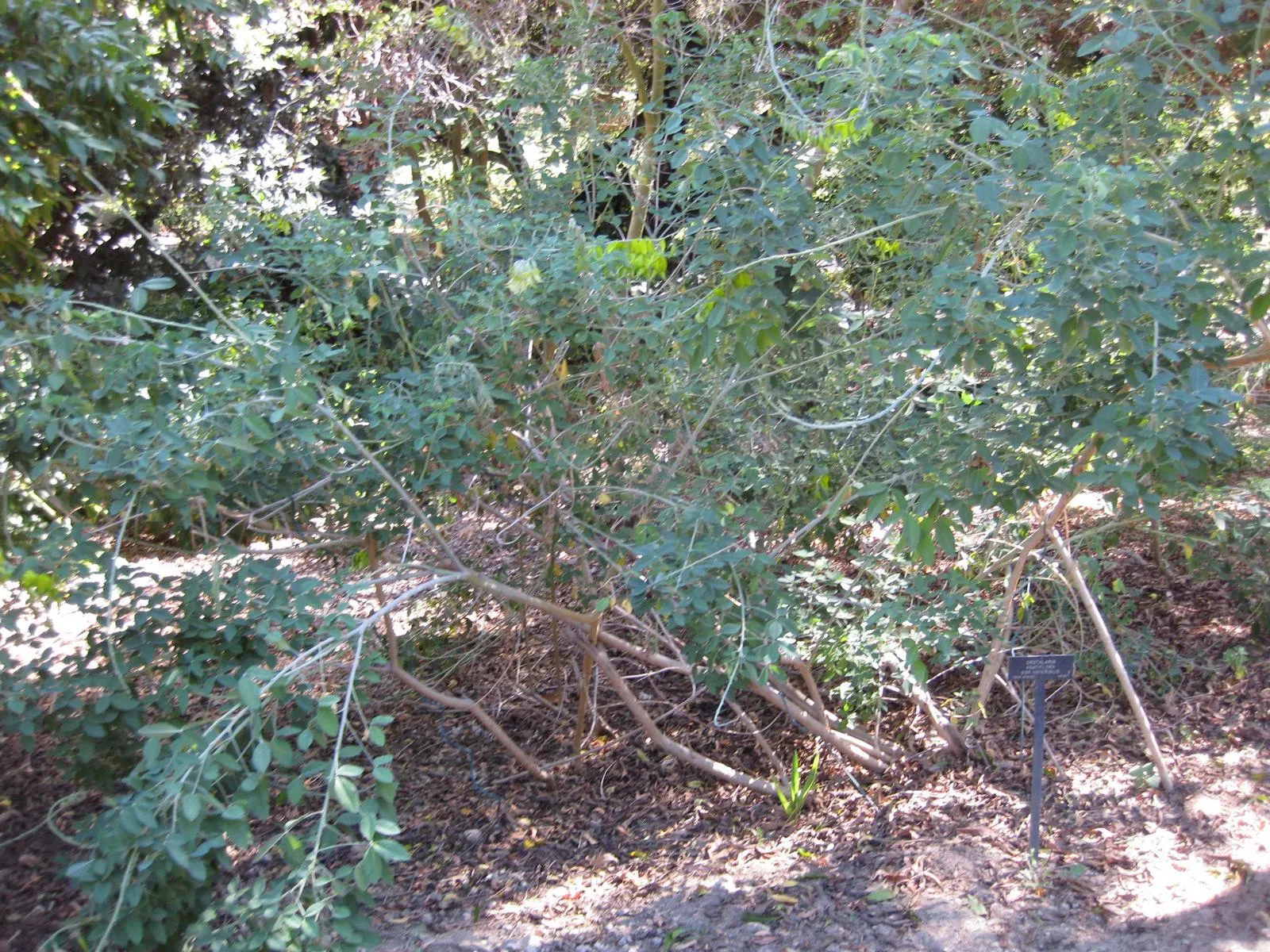 Canary Bird Bush (Crotalaria Agatiflora) — Typically reaching up to 6-8 feet in height, it thrives in sunny exposures with well-drained soil; is ideal for