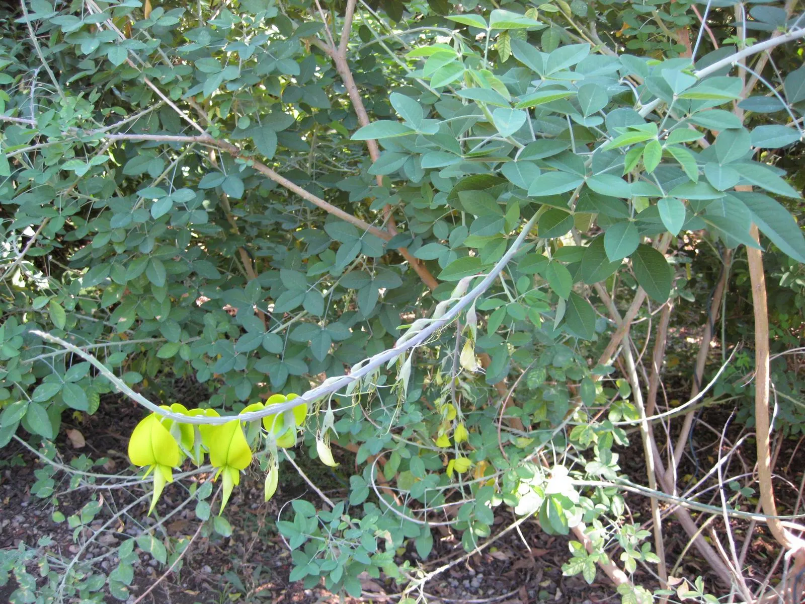 Canary Bird Bush (Crotalaria Agatiflora) — is ideal for adding a tropical flair