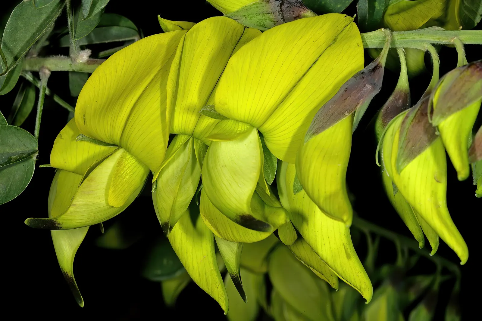 Canary Bird Bush (Crotalaria Agatiflora) — shrub for full or half; clients will be delighted by its showy appearance and the lively ambiance it contributes to