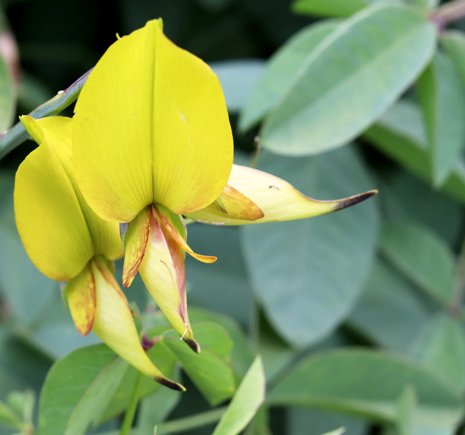 Canary Bird Bush (Crotalaria Agatiflora) — green backdrop that contrasts beautifully with the bright yellow blooms.<br><br>For optimal growth; lance-shaped